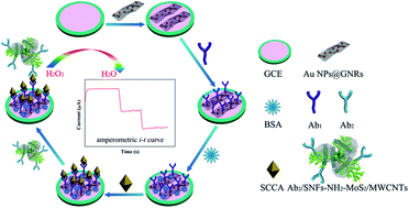 Graphical abstract: A sensitive non-enzymatic immunosensor composed of silver nanoflowers for squamous cell carcinoma antigen