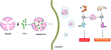 Graphical abstract: PAMAM/5-fluorouracil drug conjugate for targeting E6 and E7 oncoproteins in cervical cancer: a combined experimental/in silico approach