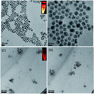 Graphical abstract: Biocompatible CdSe/ZnS quantum dot micelles for long-term cell imaging without alteration to the native structure of the blood plasma protein human serum albumin