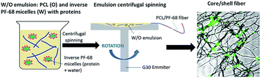 Graphical abstract: Emulsion centrifugal spinning for production of 3D drug releasing nanofibres with core/shell structure