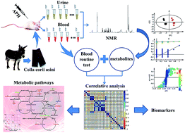 Graphical abstract: The hematinic effect of Colla corii asini (Ejiao) using 1H-NMR metabolomics coupled with correlation analysis in APH-induced anemic rats