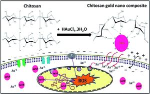 Graphical abstract: Green synthesis, physio-chemical characterization and anti-candidal function of a biocompatible chitosan gold nanocomposite as a promising antifungal therapeutic agent