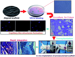 Graphical abstract: Vascularization of LBL structured nanofibrous matrices with endothelial cells for tissue regeneration