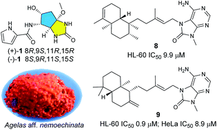 Graphical abstract: Alkaloids and polyketides from the South China Sea sponge Agelas aff. nemoechinata