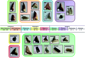 Graphical abstract: Reply to the ‘Comments on “Dental lessons from past to present: ultrastructure and composition of teeth from plesiosaurs, dinosaurs, extinct and recent sharks”’ by H. Botella et al., RSC Adv., 2016, 6, 74384–74388