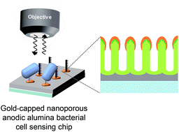 Graphical abstract: Controllable gold-capped nanoporous anodic alumina chip for label-free, specific detection of bacterial cells