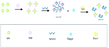 Graphical abstract: A homogenous “signal-on” aptasensor for antibiotics based on a single stranded DNA binding protein-quantum dot aptamer probe coupling exonuclease-assisted target recycling for signal amplification