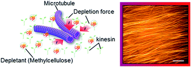 Graphical abstract: Understanding the emergence of collective motion of microtubules driven by kinesins: role of concentration of microtubules and depletion force