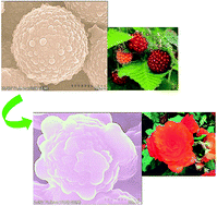 Graphical abstract: Superhydrophobic polysilsesquioxane/polystyrene microspheres with controllable morphology: from raspberry-like to flower-like structure