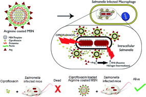 Graphical abstract: Development of arginine based nanocarriers for targeting and treatment of intracellular Salmonella