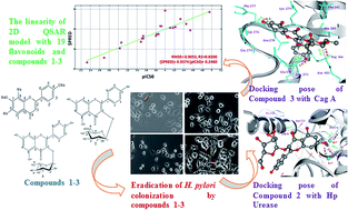 Graphical abstract: Molecular docking, molecular dynamics simulation, biological evaluation and 2D QSAR analysis of flavonoids from Syzygium alternifolium as potent anti-Helicobacter pylori agents