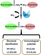 Graphical abstract: Blocking celiac antigenicity of the glutamine-rich gliadin 33-mer peptide by microbial transglutaminase