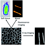 Graphical abstract: Shape memory polymers with visible and near-infrared imaging modalities: synthesis, characterization and in vitro analysis