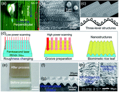 Graphical abstract: Biomimetic surfaces with anisotropic sliding wetting by energy-modulation femtosecond laser irradiation for enhanced water collection