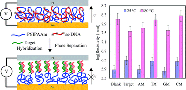 Graphical abstract: Identification of DNA single-base mismatches by resistivity of poly(N-isopropylacrylamide)-block-ssDNA copolymer brush films at dual temperatures
