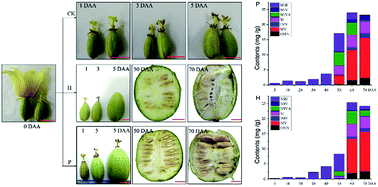 Graphical abstract: Developmental, chemical and transcriptional characteristics of artificially pollinated and hormone-induced parthenocarpic fruits of Siraitia grosvenorii