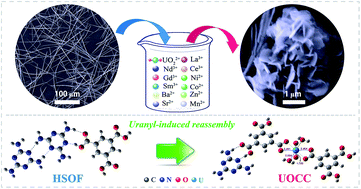 Graphical abstract: Conversion of supramolecular organic framework to uranyl-organic coordination complex: a new “matrix-free” strategy for highly efficient capture of uranium