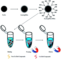 Graphical abstract: Polydopamine assisted functionalization of boronic acid on magnetic nanoparticles for the selective extraction of ribosylated metabolites from urine