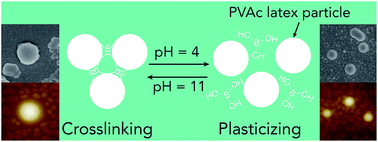 Graphical abstract: Plasticizing and crosslinking effects of borate additives on the structure and properties of poly(vinyl acetate)