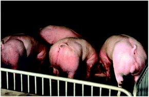 Graphical abstract: Generation of cloned adult muscular pigs with myostatin gene mutation by genetic engineering