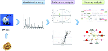 Graphical abstract: Metabolomics insights into diabetes nephropathy and protective effects of Radix Scutellariae on rats using ultra-high performance liquid chromatography coupled with quadrupole time-of-flight mass spectrometry
