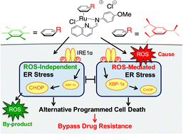 Graphical abstract: Structural tuning of organoruthenium compounds allows oxidative switch to control ER stress pathways and bypass multidrug resistance