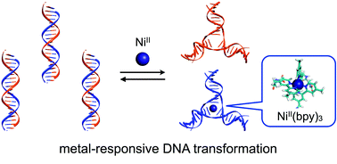 Graphical abstract: Metal-responsive structural transformation between artificial DNA duplexes and three-way junctions