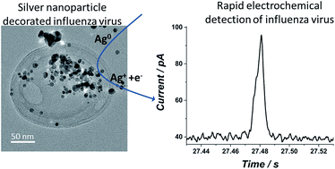 Graphical abstract: Rapid electrochemical detection of single influenza viruses tagged with silver nanoparticles
