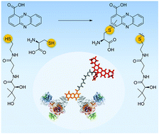 A widespread bacterial phenazine forms S-conjugates with biogenic ...