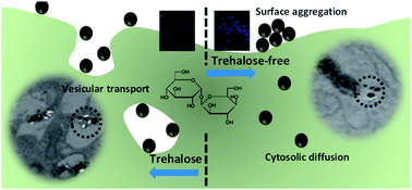 Graphical abstract: An impediment to random walk: trehalose microenvironment drives preferential endocytic uptake of plasmonic nanoparticles