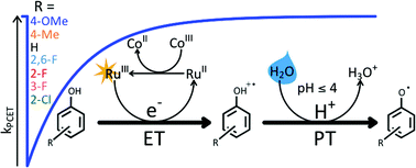 Graphical abstract: Marcus-type driving force correlations reveal the mechanism of proton-coupled electron transfer for phenols and [Ru(bpy)3]3+ in water at low pH