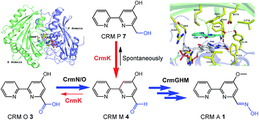 Graphical abstract: Flavoenzyme CrmK-mediated substrate recycling in caerulomycin biosynthesis