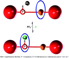 Graphical abstract: Superior anion induced shuttling behaviour exhibited by a halogen bonding two station rotaxane