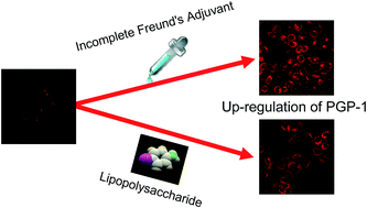 Graphical abstract: Pyroglutamate aminopeptidase 1 may be an indicator of cellular inflammatory response as revealed using a sensitive long-wavelength fluorescent probe