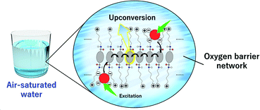 Graphical abstract: Triplet energy migration-based photon upconversion by amphiphilic molecular assemblies in aerated water