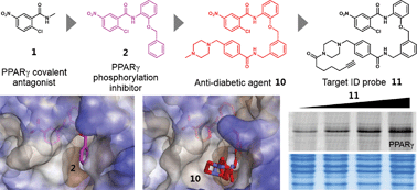 Graphical abstract: Mechanistic elucidation guided by covalent inhibitors for the development of anti-diabetic PPARγ ligands