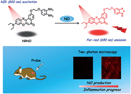 Graphical abstract: NIR in, far-red out: developing a two-photon fluorescent probe for tracking nitric oxide in deep tissue