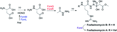 Graphical abstract: New insights into the biosynthesis of fosfazinomycin