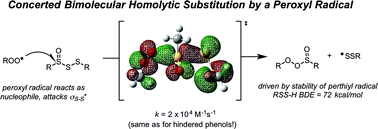 Graphical abstract: Polysulfide-1-oxides react with peroxyl radicals as quickly as hindered phenolic antioxidants and do so by a surprising concerted homolytic substitution