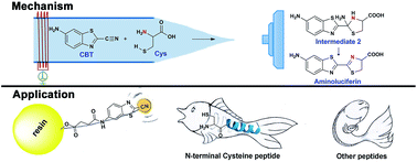 Graphical abstract: Mechanistic study of CBT-Cys click reaction and its application for identifying bioactive N-terminal cysteine peptides in amniotic fluid