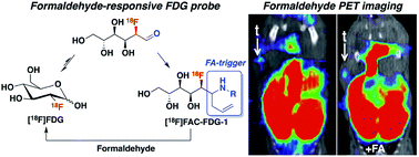 Graphical abstract: A reactivity-based [18F]FDG probe for in vivo formaldehyde imaging using positron emission tomography