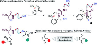 Graphical abstract: Iminoboronates are efficient intermediates for selective, rapid and reversible N-terminal cysteine functionalisation