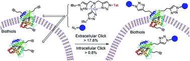 Graphical abstract: Copper-catalyzed click reaction on/in live cells