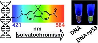 Graphical abstract: Solvatochromic fluorene-linked nucleoside and DNA as color-changing fluorescent probes for sensing interactions