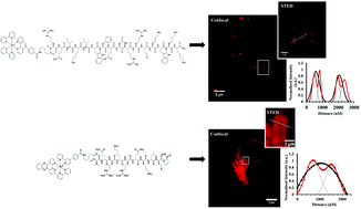 Graphical abstract: Precision targeted ruthenium(ii) luminophores; highly effective probes for cell imaging by stimulated emission depletion (STED) microscopy