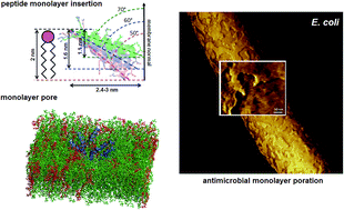 Graphical abstract: Engineering monolayer poration for rapid exfoliation of microbial membranes