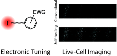 Graphical abstract: Electronic tuning of self-healing fluorophores for live-cell and single-molecule imaging