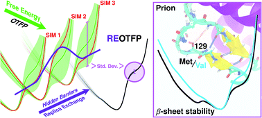 Graphical abstract: Polymorphism at 129 dictates metastable conformations of the human prion protein N-terminal β-sheet