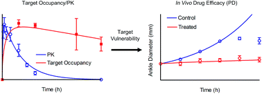 Graphical abstract: A quantitative mechanistic PK/PD model directly connects Btk target engagement and in vivo efficacy