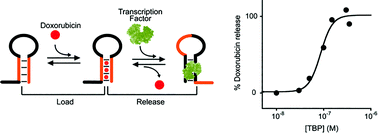 Graphical abstract: Allosteric DNA nanoswitches for controlled release of a molecular cargo triggered by biological inputs